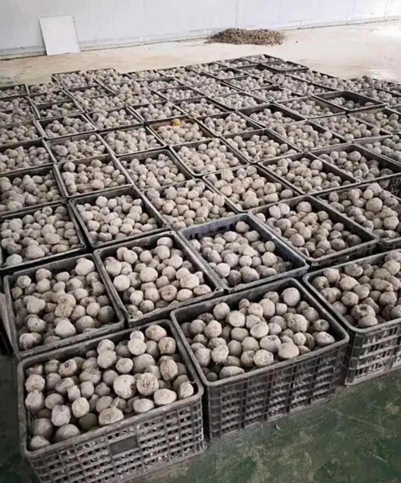 魔芋膨大肥要怎么使用的用肥量和实操规范（www.32nb.com）